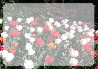 Jardin tulipe